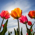 Logo of Tulips Wallpapers android Application 