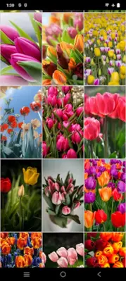 Tulips Wallpapers android App screenshot 0