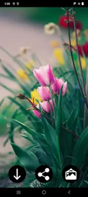 Tulips Wallpapers android App screenshot 1