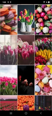 Tulips Wallpapers android App screenshot 2