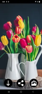 Tulips Wallpapers android App screenshot 3